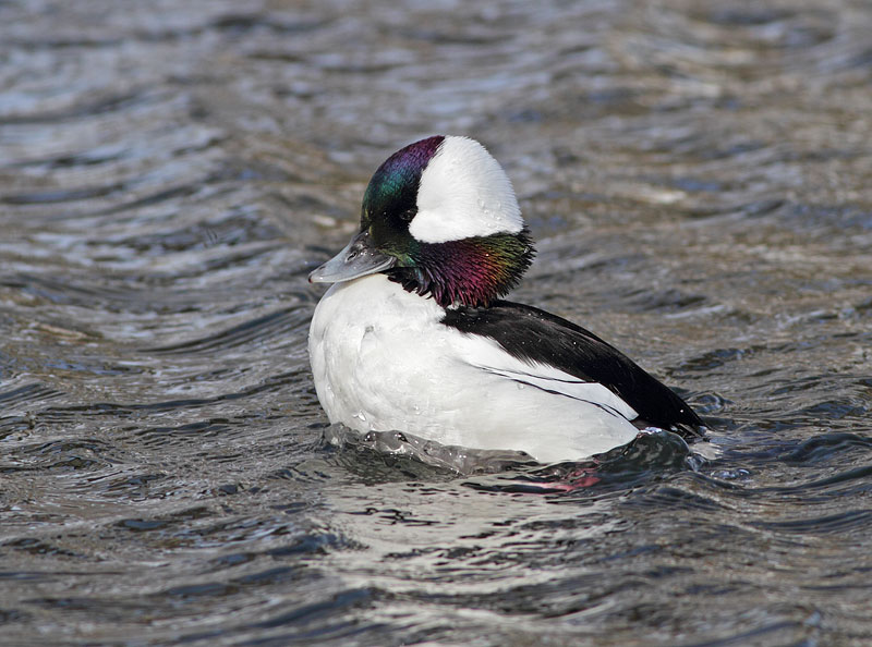 Bufflehead