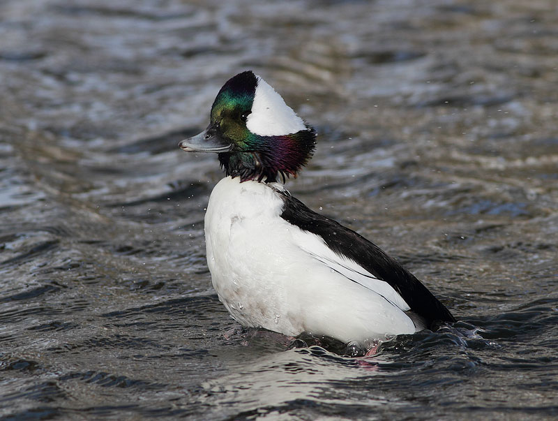 Bufflehead