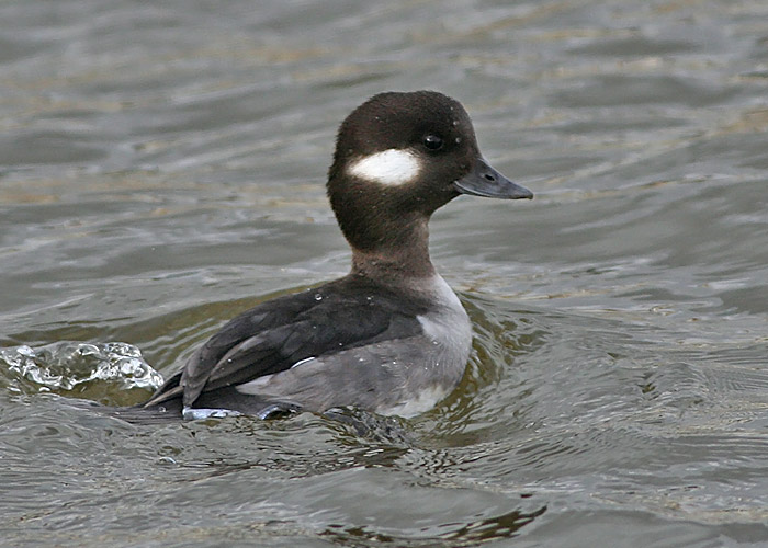 Bufflehead