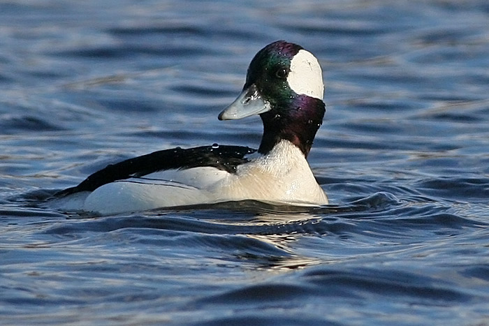 Bufflehead