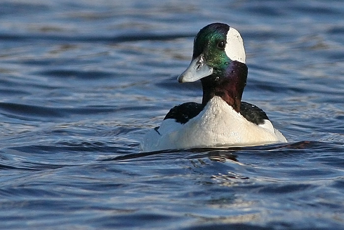Bufflehead