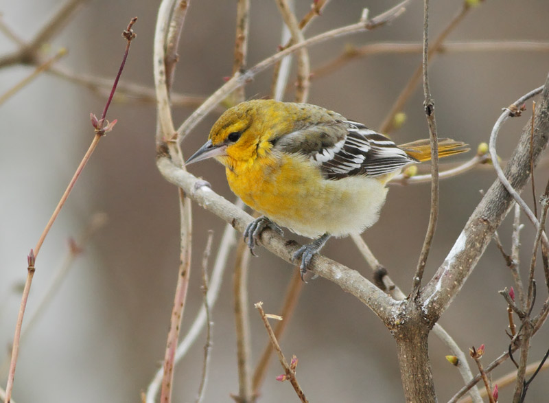 Bullock's Oriole