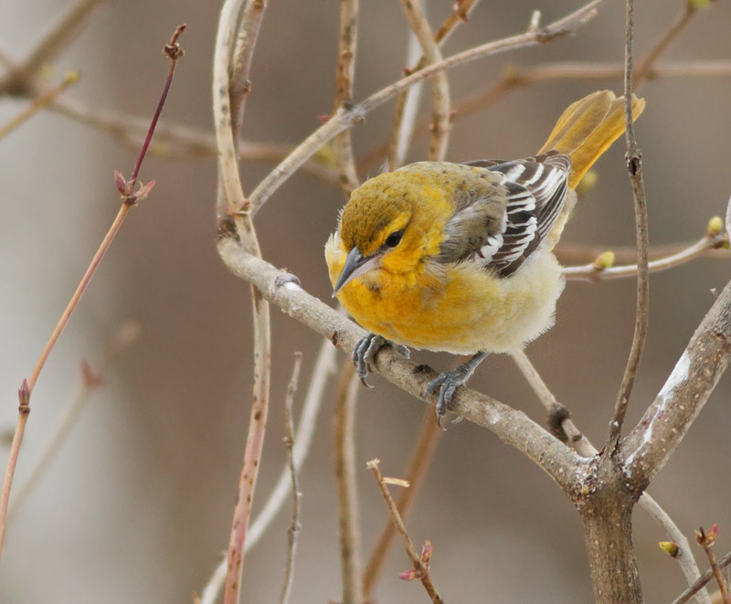 Bullock's Oriole