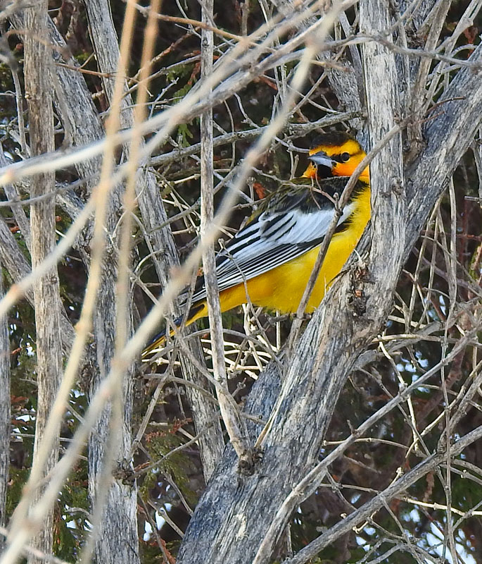 Bullock's Oriole