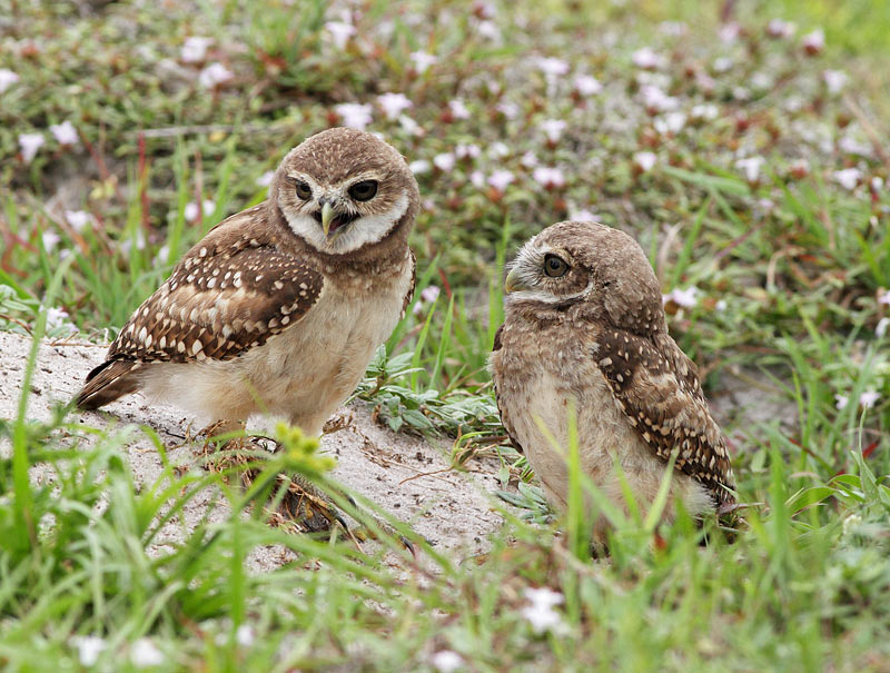 Burrowing Owl