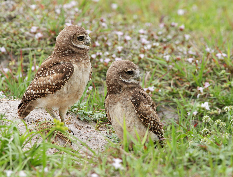 Burrowing Owl