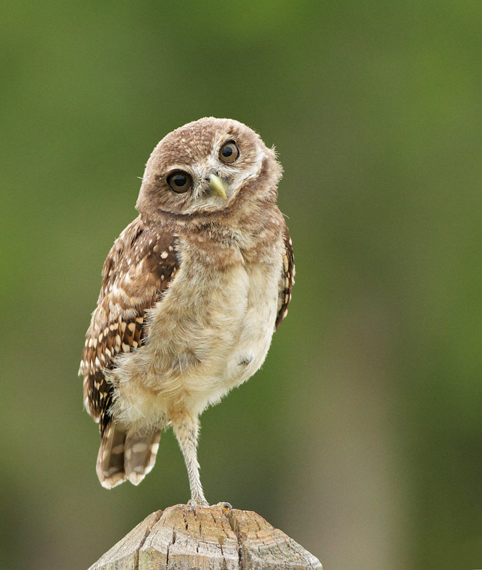 Burrowing Owl