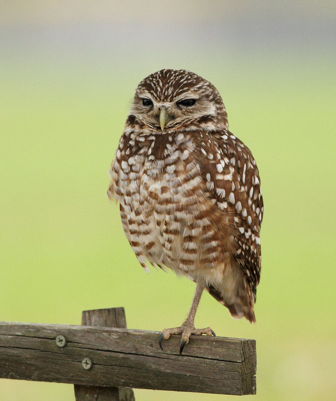 Burrowing Owl