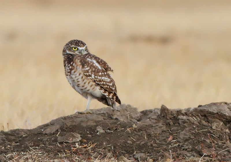 Burrowing Owl