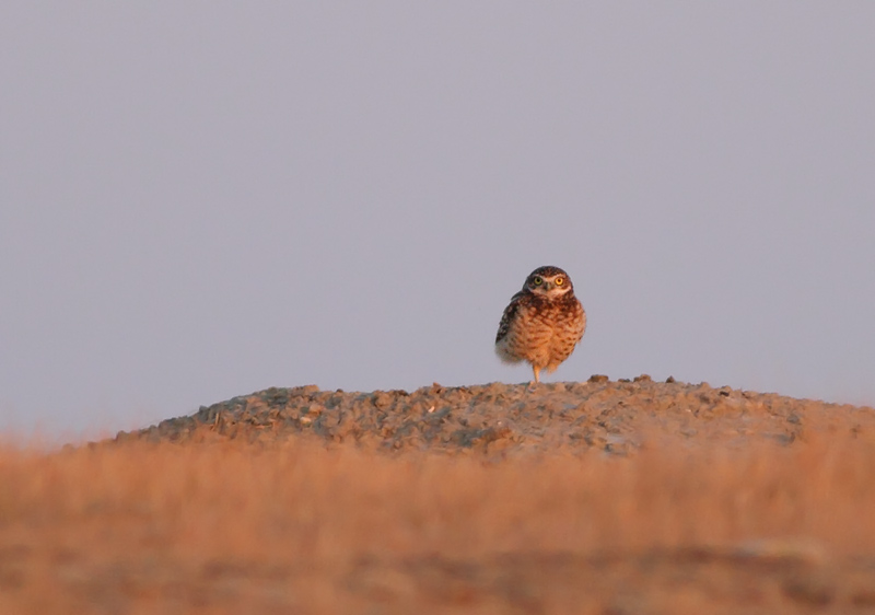 Burrowing Owl