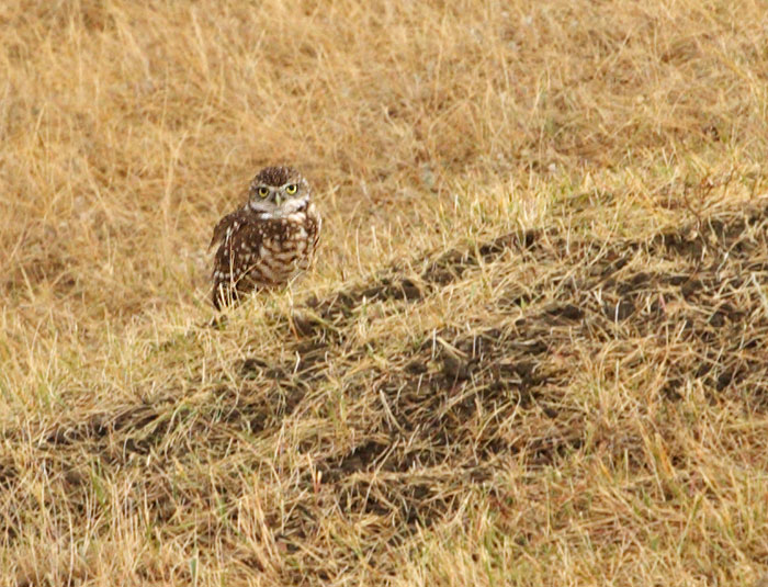Burrowing Owl