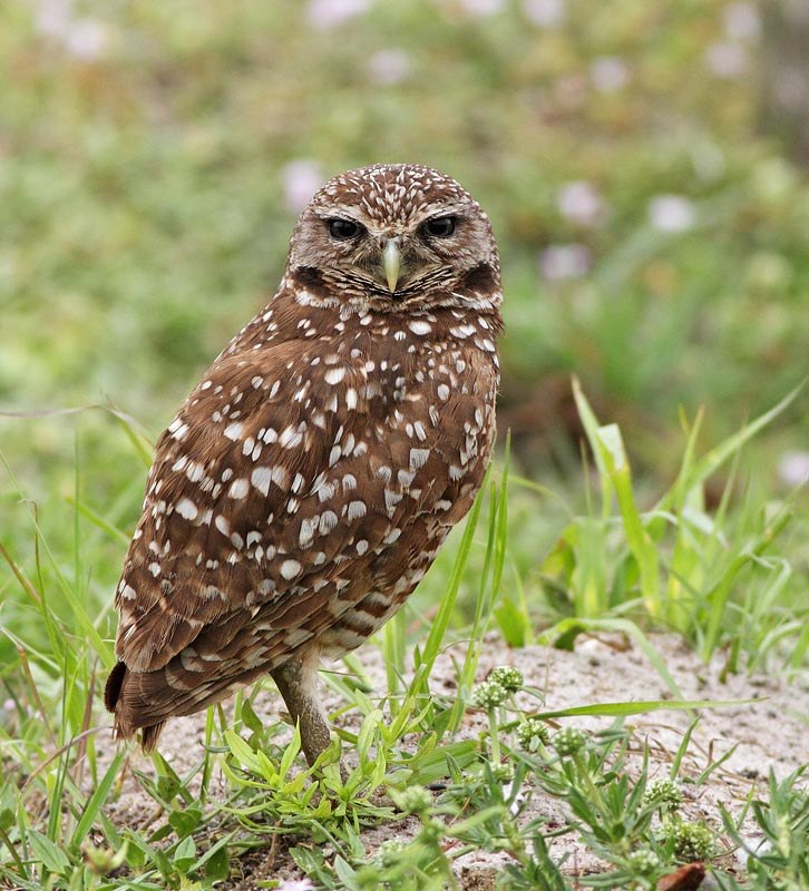 Burrowing Owl