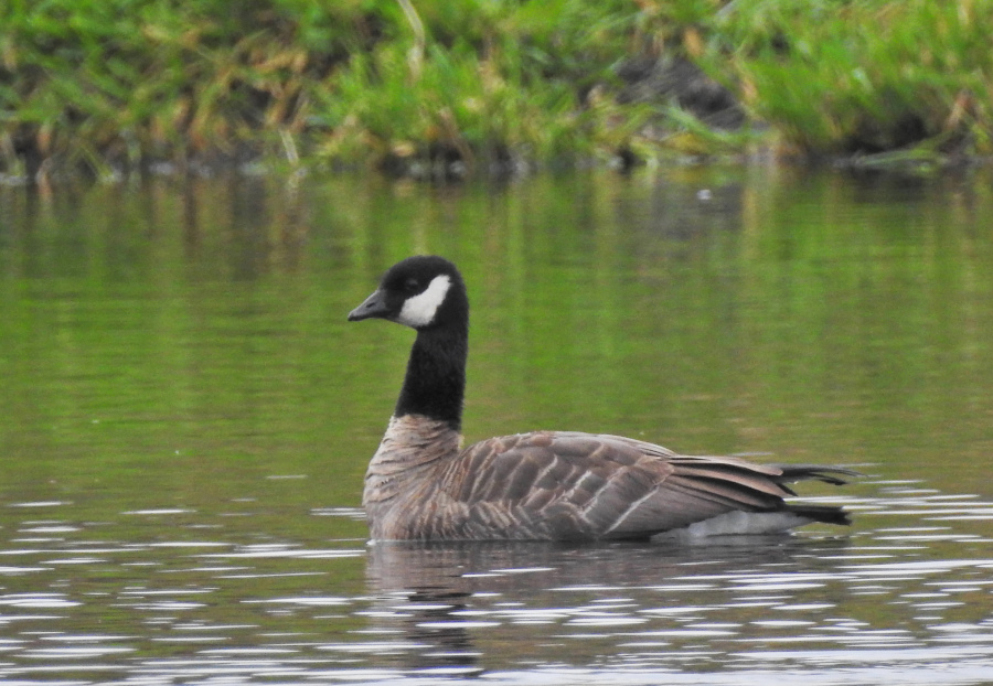 Cackling Goose