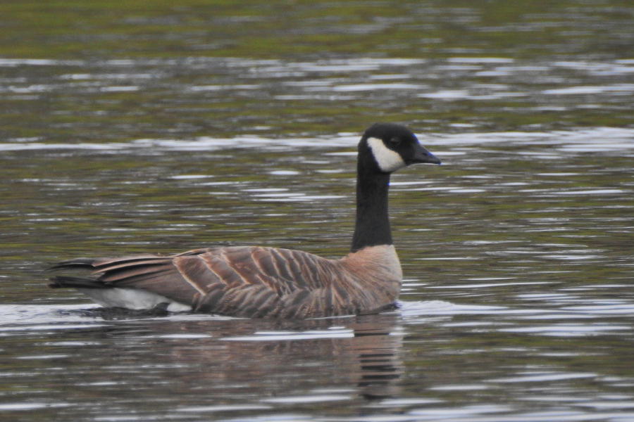 Cackling Goose