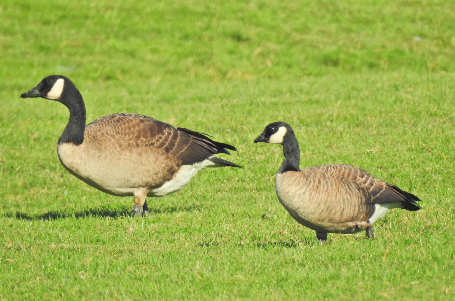 Cackling Goose