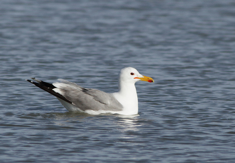 California Gull