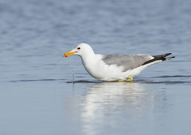 California Gull
