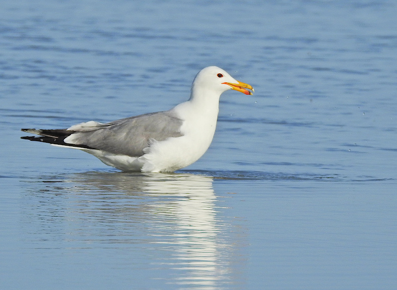 California Gull