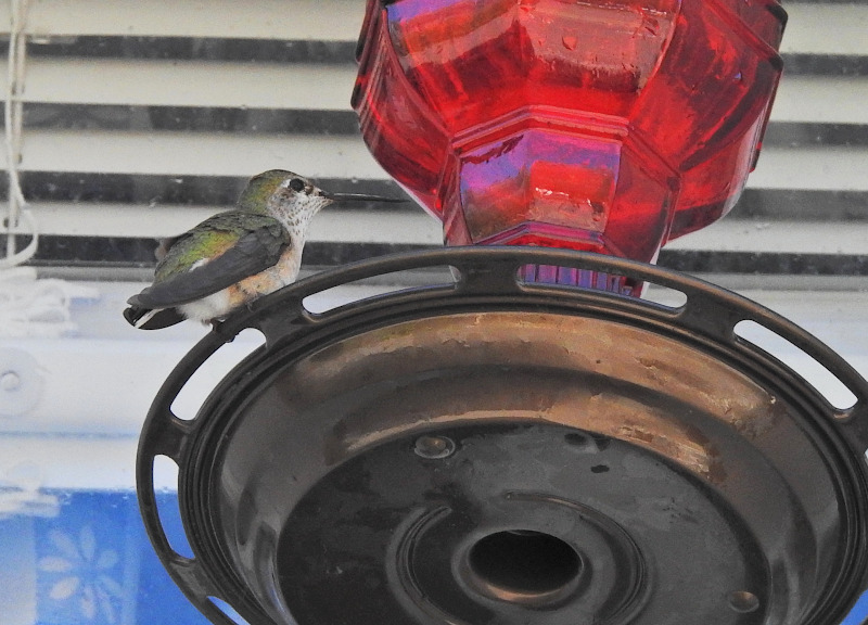 Calliope Hummingbird