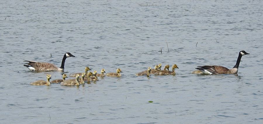Canada Goose