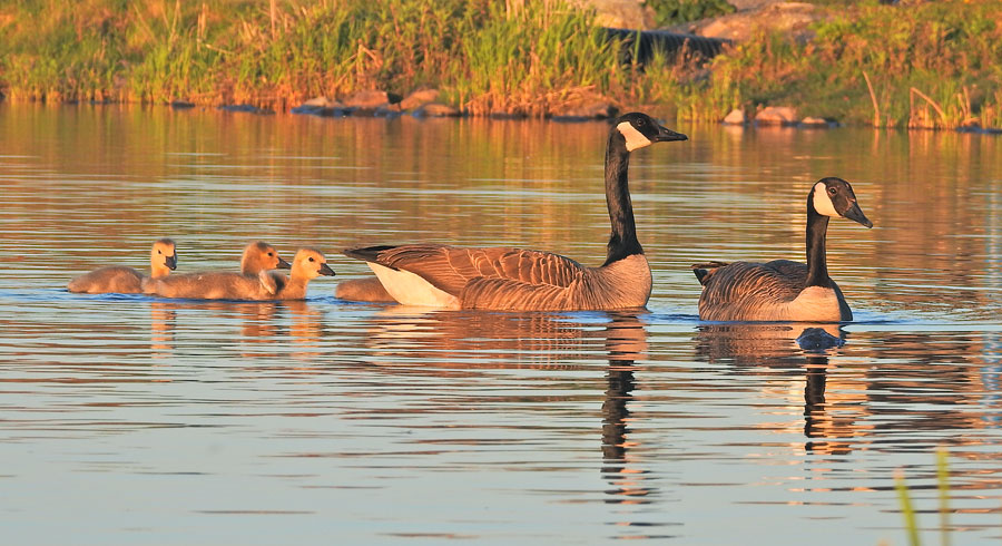 Canada Goose