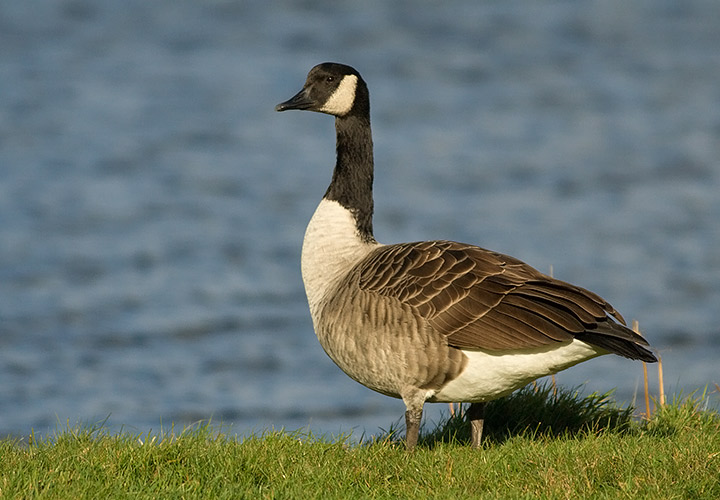 Canada Goose