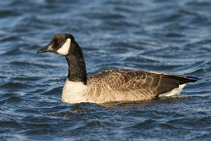 Canada Goose