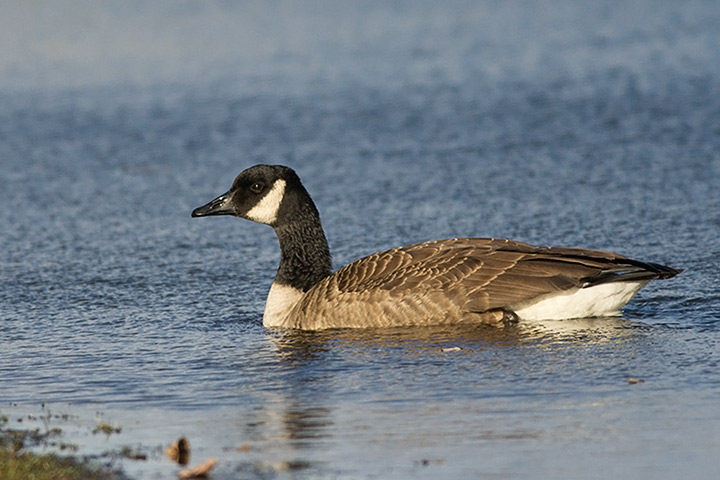 Canada Goose