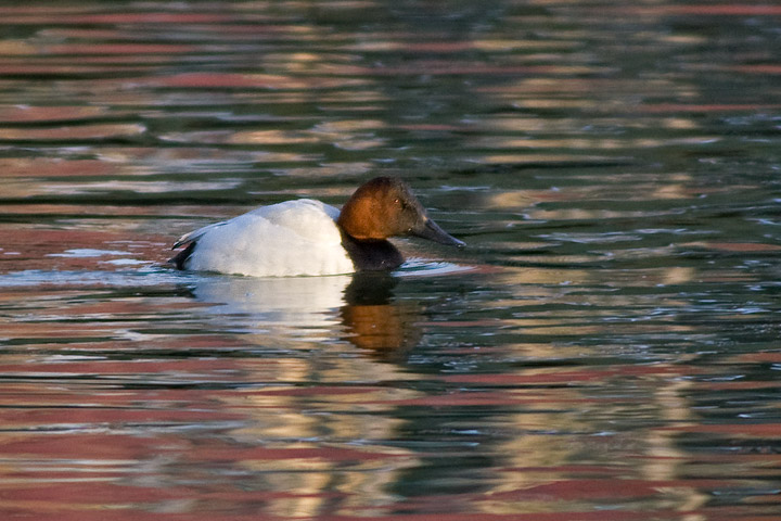 Canvasback
