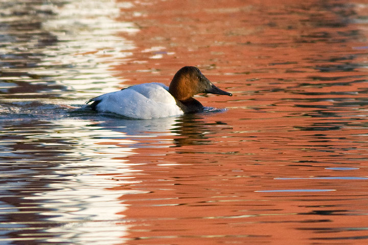 Canvasback