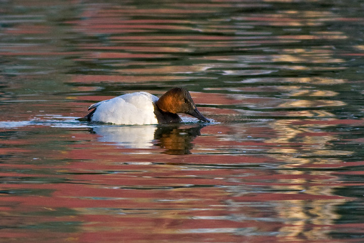 Canvasback