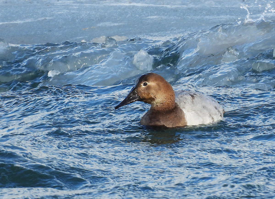 Canvasback