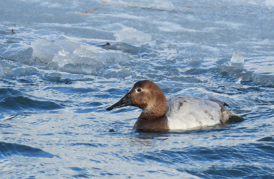 Canvasback