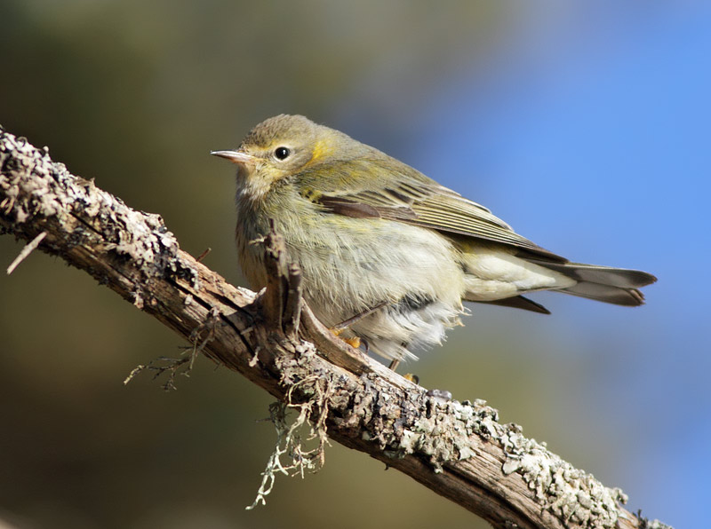 Cape May Warbler