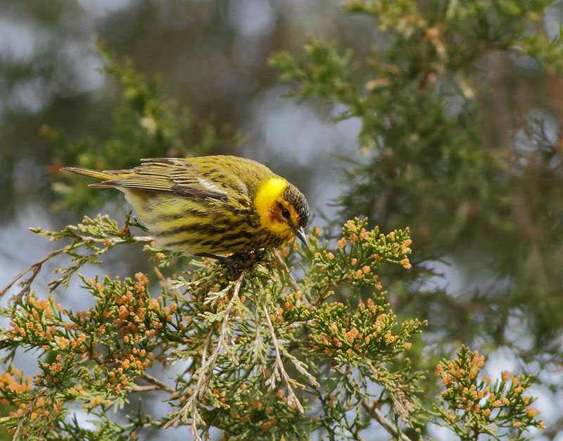 Cape May Warbler