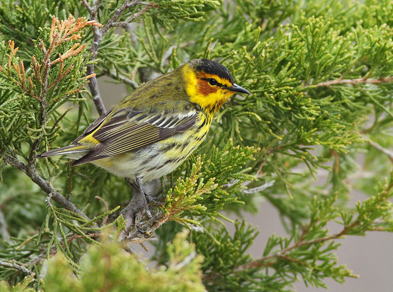 Cape May Warbler