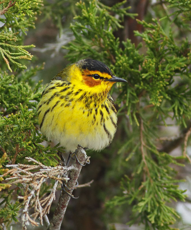 Cape May Warbler
