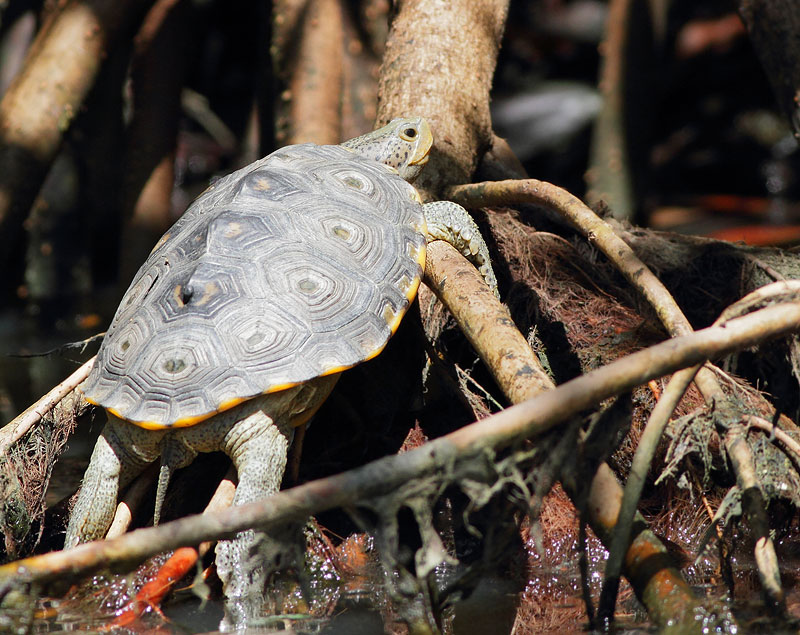 Carolina Diamondback Terrapin