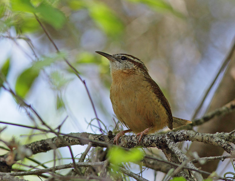 Carolina Wren