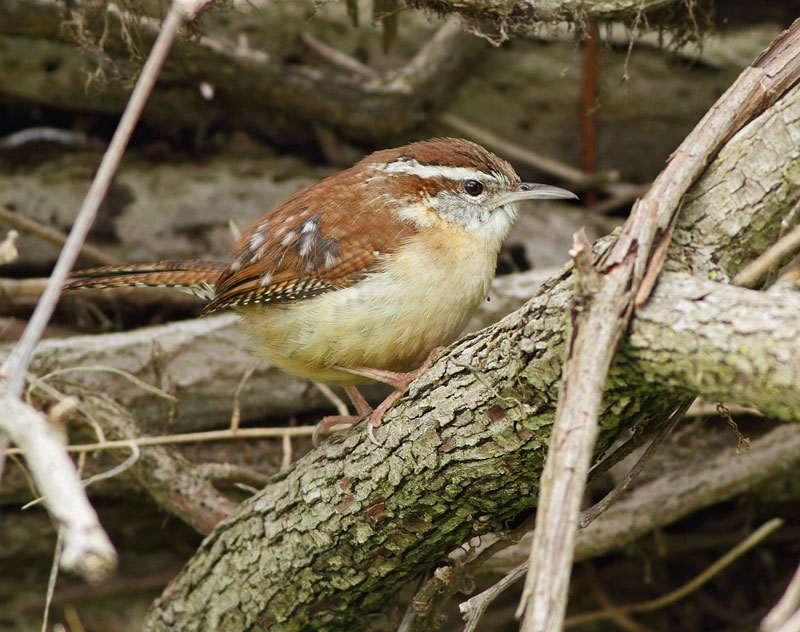 Carolina Wren