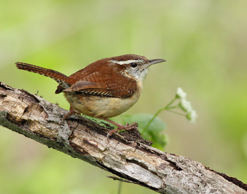 Carolina Wren