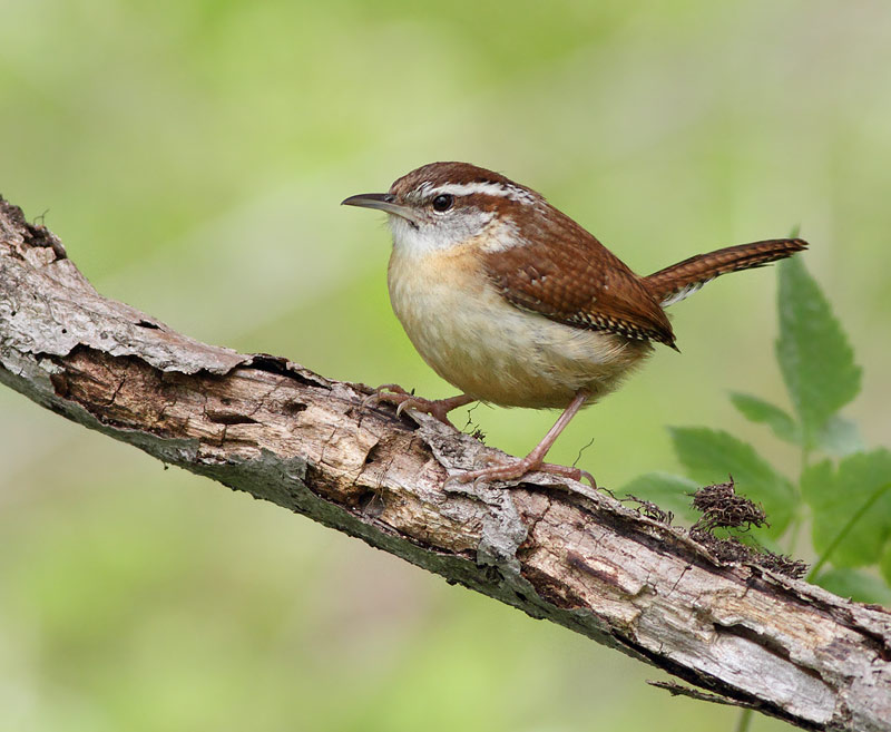 Carolina Wren