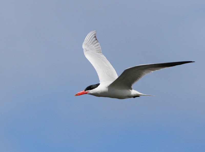 Caspian Tern