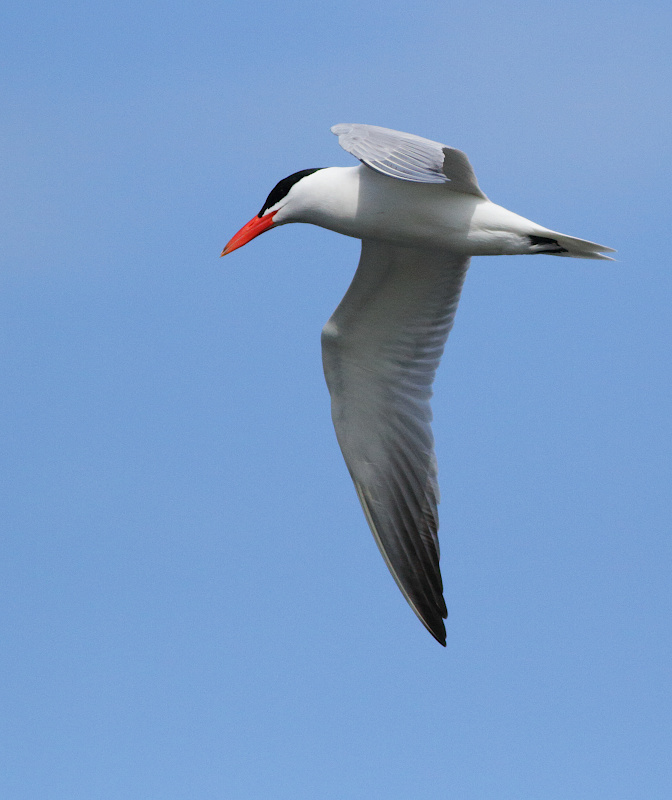 Caspian Tern