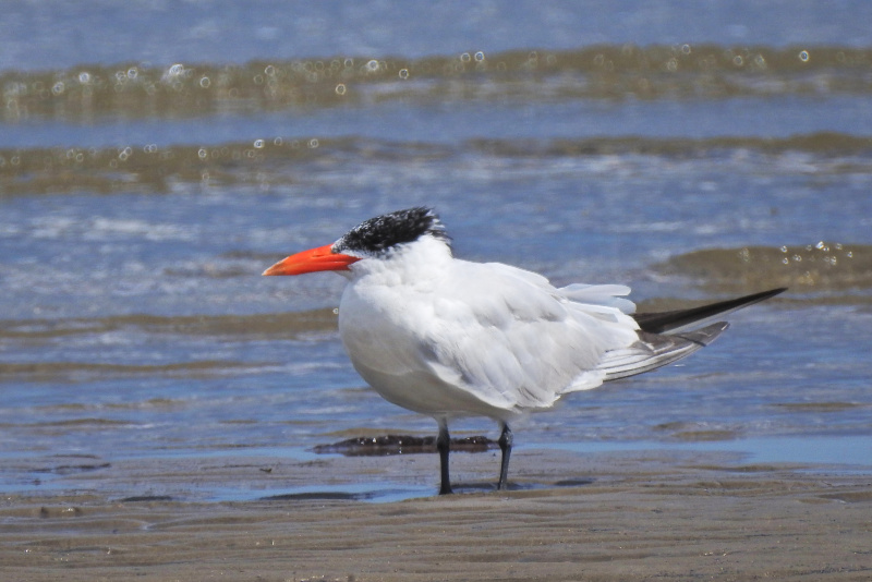 Caspian Tern