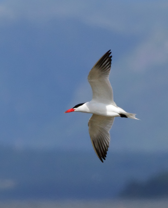 Caspian Tern