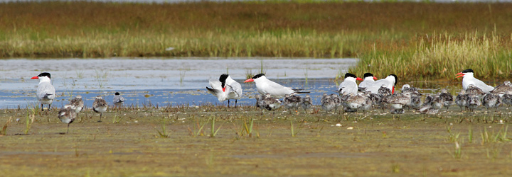 Caspian Terns