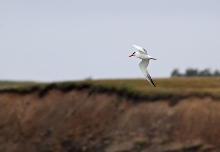 Caspian Tern