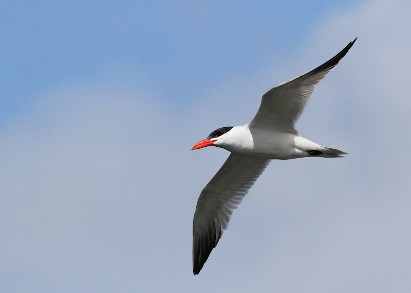 Caspian Tern
