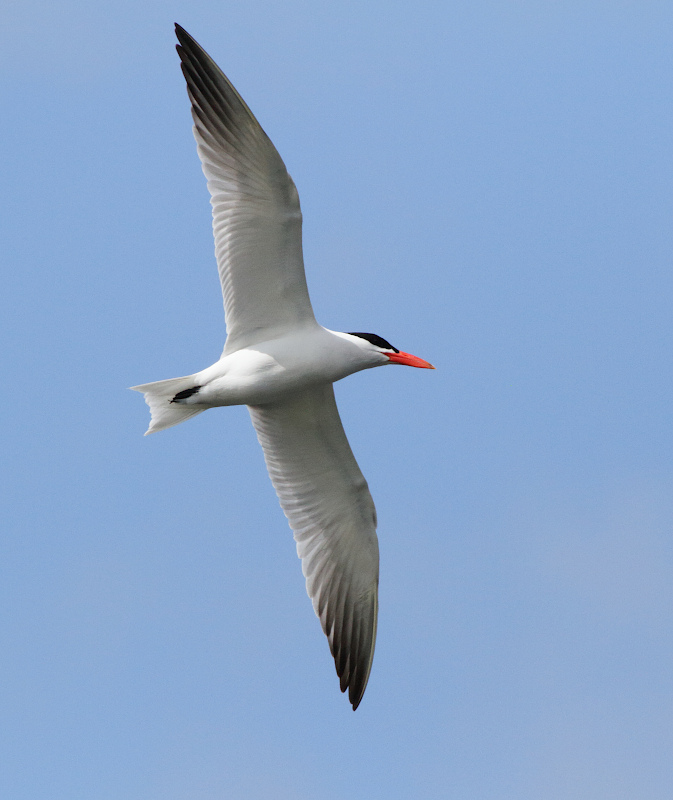 Caspian Tern